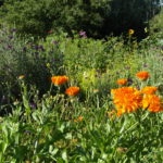 Calendula